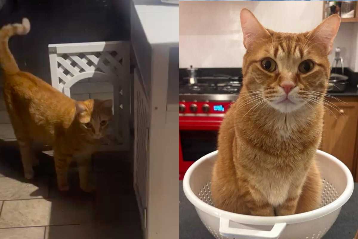 Veronica Gentili casa