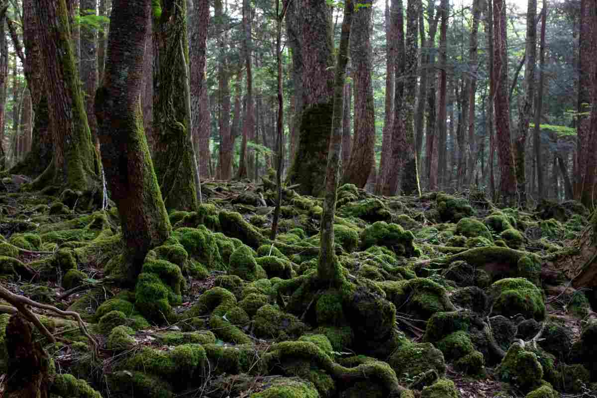 foresta Aokigahara i misteri della foresta dei suiciid