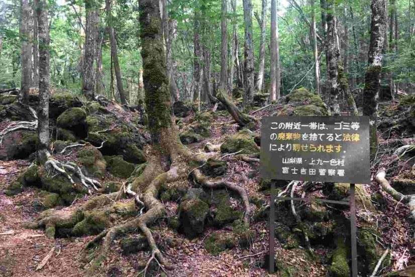foresta Aokigahara i misteri della foresta dei suiciid