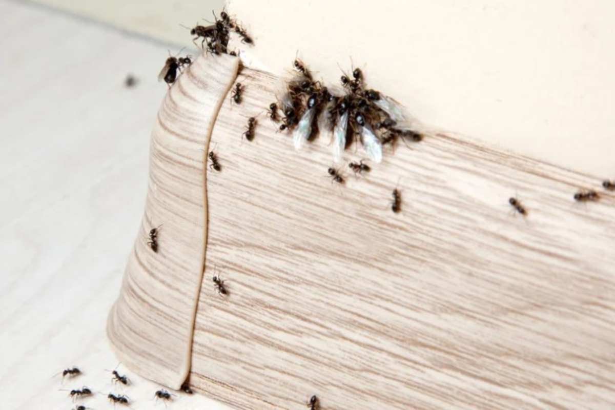 Interventi contro formiche