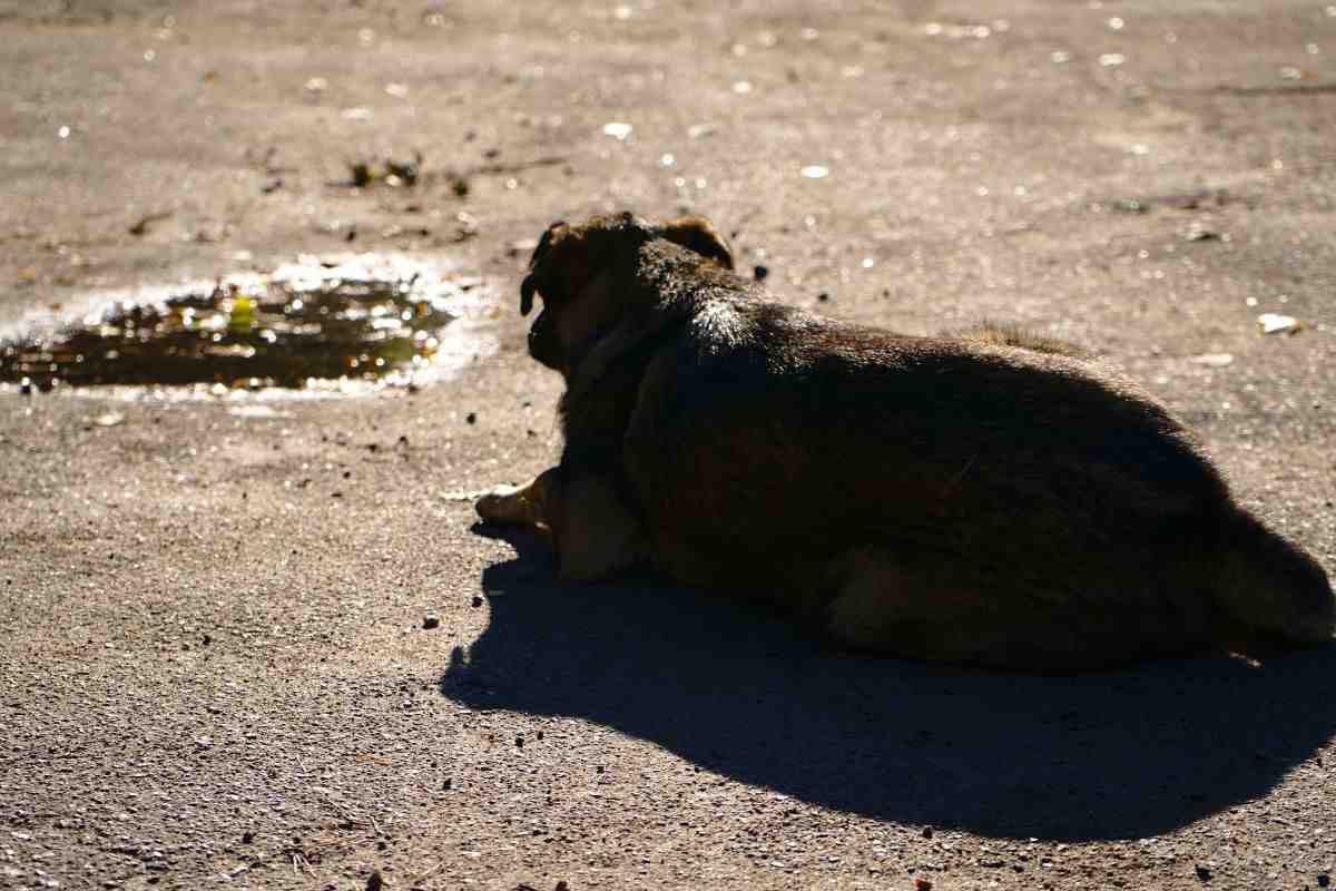 I cani di Chernobyl sono diventati blu