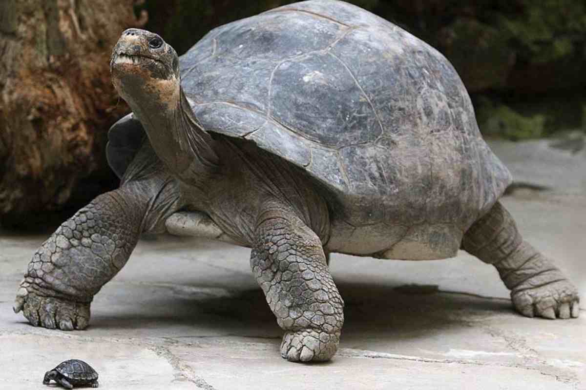 tartaruga incinta a 80 anni
